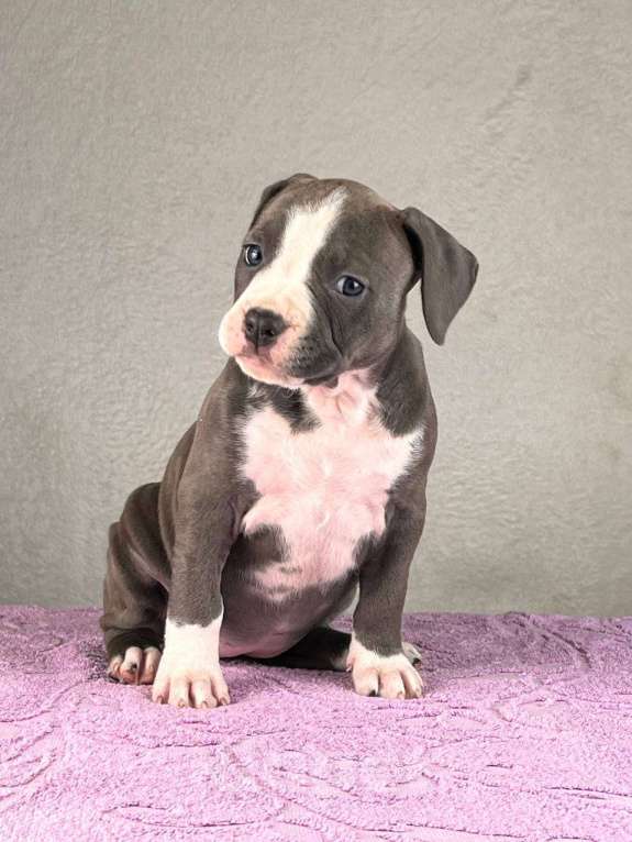 Собаки в Москве: Красивейшая девочка амстаффа Девочка, 100 000 руб. - фото 1