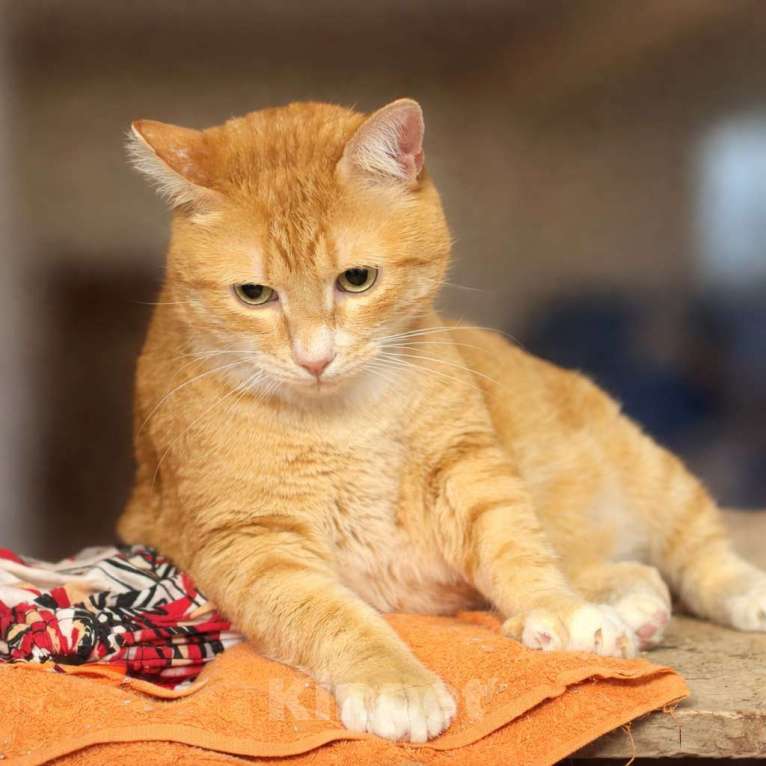 Кошки в Москве: Брутальный рыжий кот в добрые руки Мальчик, Бесплатно - фото 3