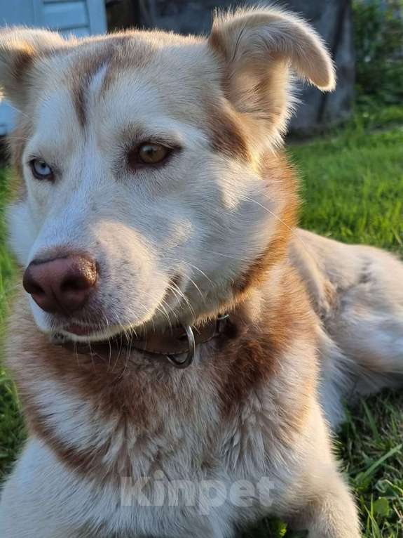 Собаки в Москве: Микрохаски. Разноглазая красавица Девочка, Бесплатно - фото 3