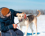Собаки в Москве: Солнечная и позитивная 9 мес собака Герда ищет семью! Девочка, Бесплатно - фото 7