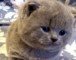 Кошки в Москве: Британские элитные котята  Мальчик, Бесплатно - фото 4
