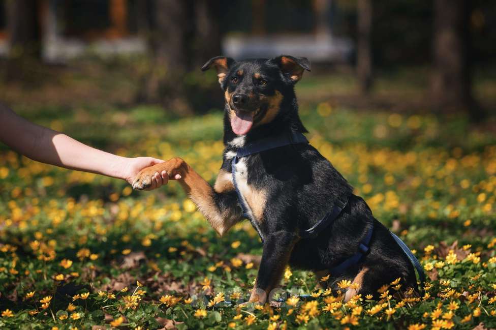 Собаки в Москве: Деймонд ищет дом Мальчик, Бесплатно - фото 2