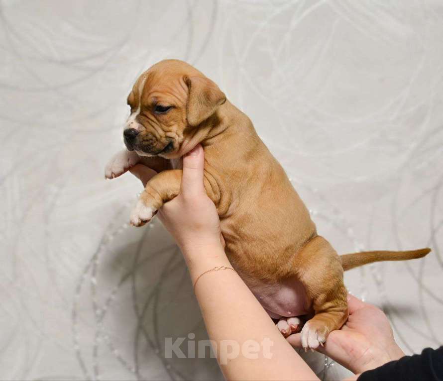 Собаки в Москве: Шикарная девочка амстаффа Девочка, 70 000 руб. - фото 3