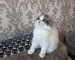 Кошки в Куровском: Котята даром в добрые руки Разнополые, Бесплатно - фото 6