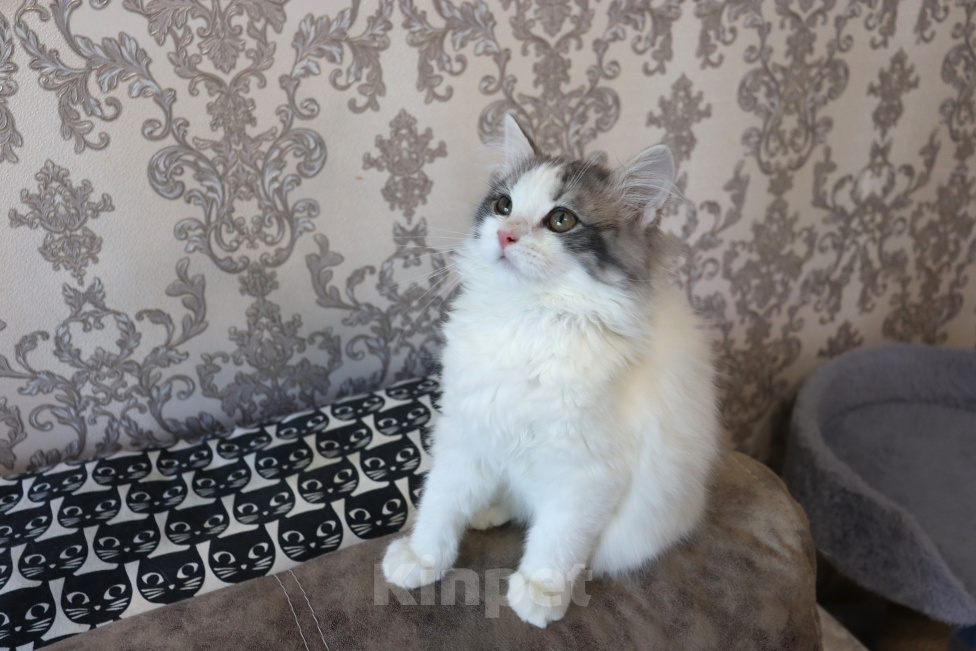 Кошки в Куровском: Котята даром в добрые руки Разнополые, Бесплатно - фото 6