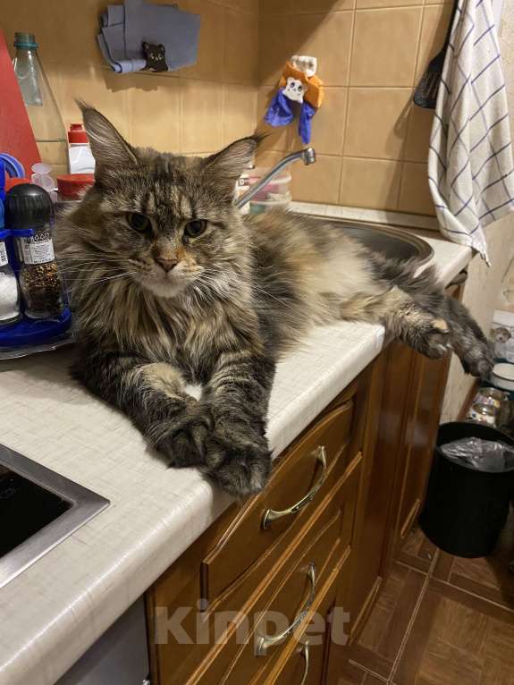 Кошки в Москве: Скайфолл ждёт свою маму Девочка, 10 руб. - фото 6