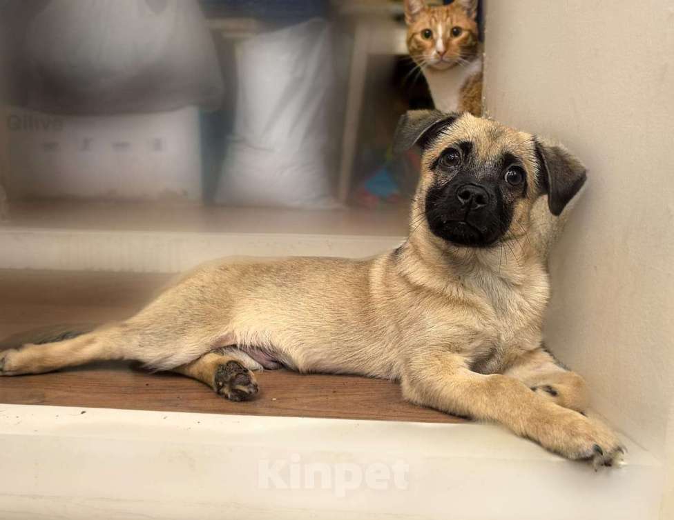 Собаки в Лосином-Петровском: Спарки якутенок в добрые руки Девочка, Бесплатно - фото 2