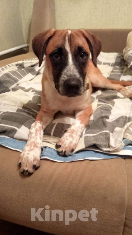 Собаки в Москве: Отдам друга в добрые руки. Мальчик, Бесплатно - фото 1