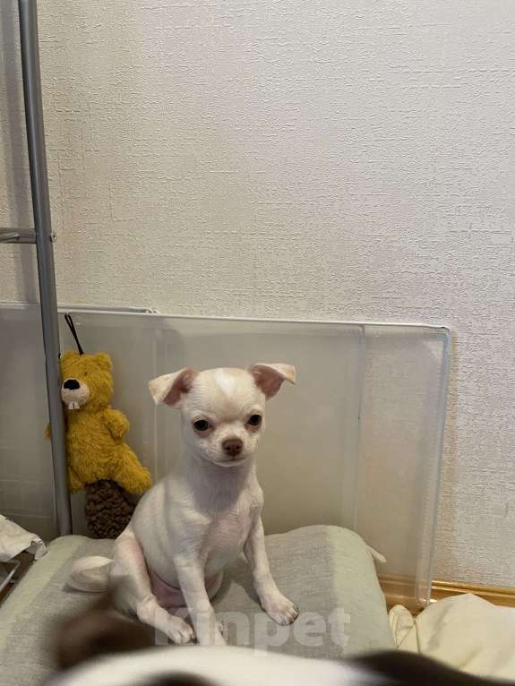 Собаки в Москве: Чихуахуа  Мальчик, 45 000 руб. - фото 2