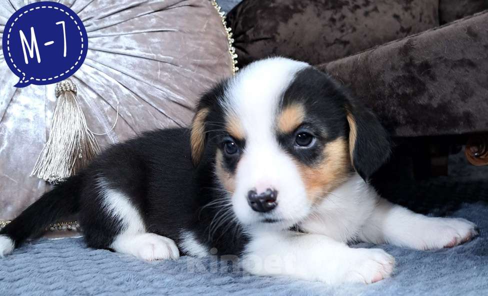 Собаки в Москве: Мальчик вельш-корги кардиган Мальчик, 50 000 руб. - фото 1