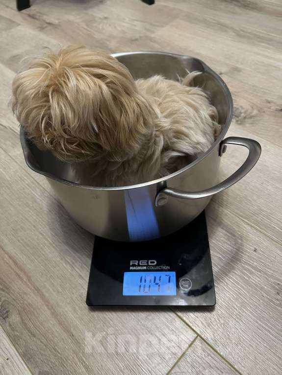 Собаки в Москве: Мальчик мальтипу f1 мини Мальчик, 65 000 руб. - фото 6