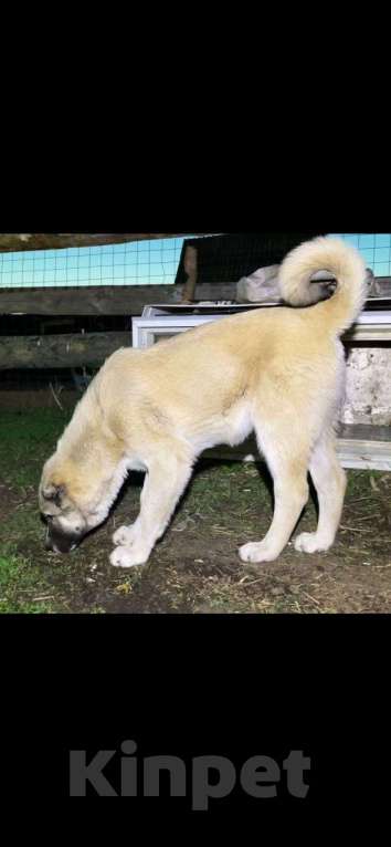 Собаки в Самаре: Щенок сука на продажу САО Девочка, 15 000 руб. - фото 2