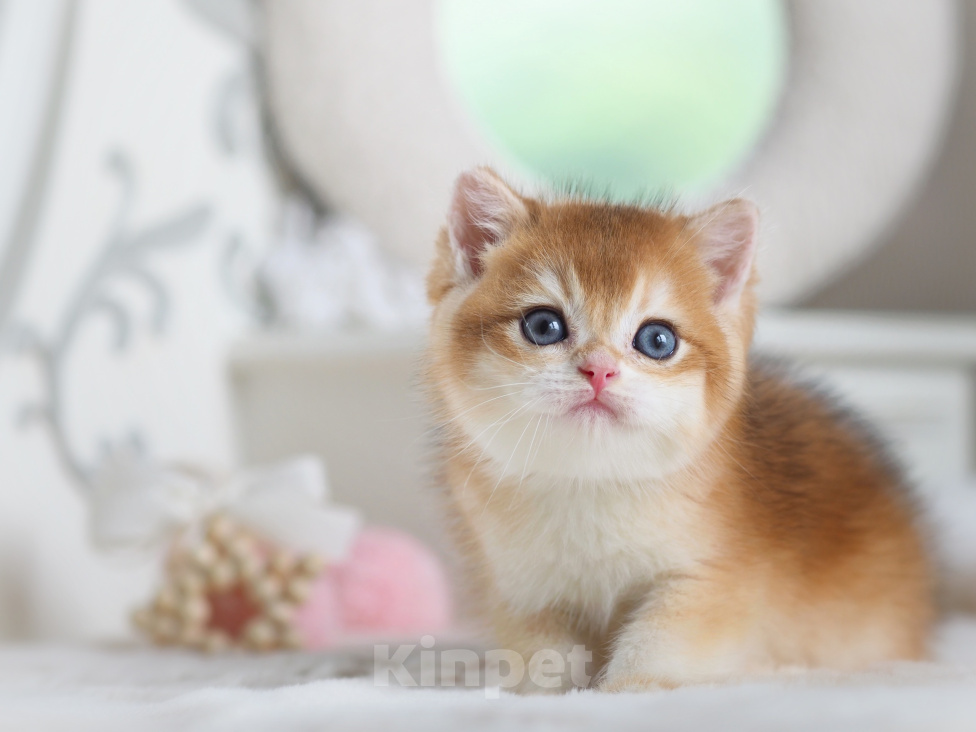 Кошки в Владивостоке: Британский котенок Мальчик, 150 000 руб. - фото 5