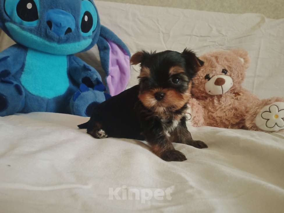 Собаки в Челябинске: Щенки йоркшеркого терьера Девочка, 25 000 руб. - фото 6