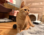 Кошки в Санкт-Петербурге: Хороший ласковый котёнок-рыжик Мальчик, Бесплатно - фото 9
