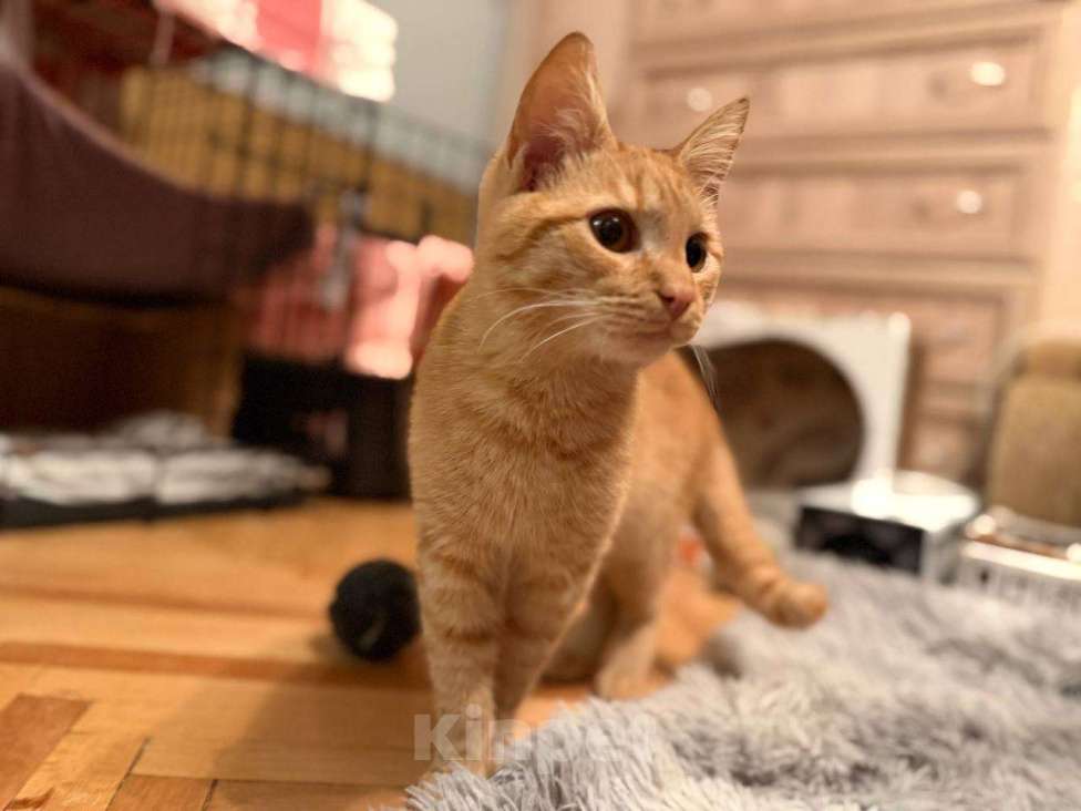 Кошки в Санкт-Петербурге: Хороший ласковый котёнок-рыжик Мальчик, Бесплатно - фото 9