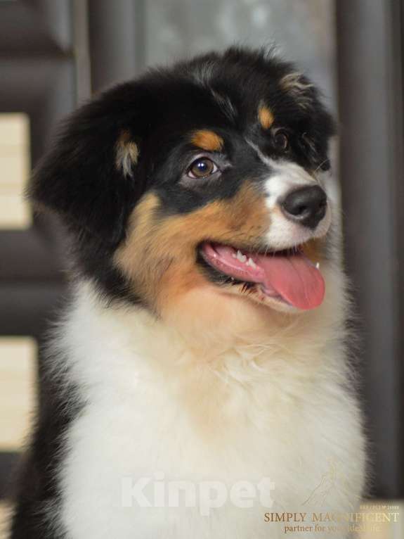 Собаки в других городах Московской области: Щенки австралийской овчарки. РКФ Девочка, 65 000 руб. - фото 4