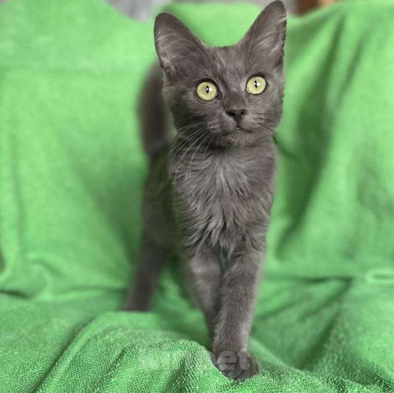 Кошки в Москве: Маленького котенка нашли на помойке 🆘️ Срочный поиск дома Мальчик, Бесплатно - фото 3