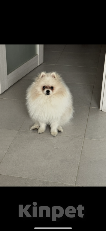 Собаки в Апрелевке: Мини шпиц Микки Мальчик, 15 000 руб. - фото 4