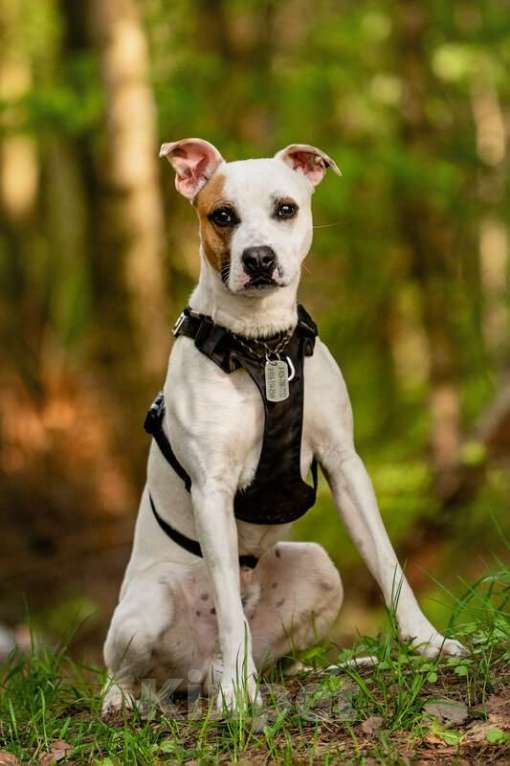 Собаки в Москве: Красивый пёс Дарий в добрые руки. Мальчик, Бесплатно - фото 8