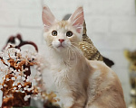 Кошки в Санкт-Петербурге: Котенок Мейн кун из питомника  Мальчик, 80 000 руб. - фото 1