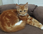 Кошки в Кропоткине: Кошечка мейн-кун с документами Девочка, 35 000 руб. - фото 1