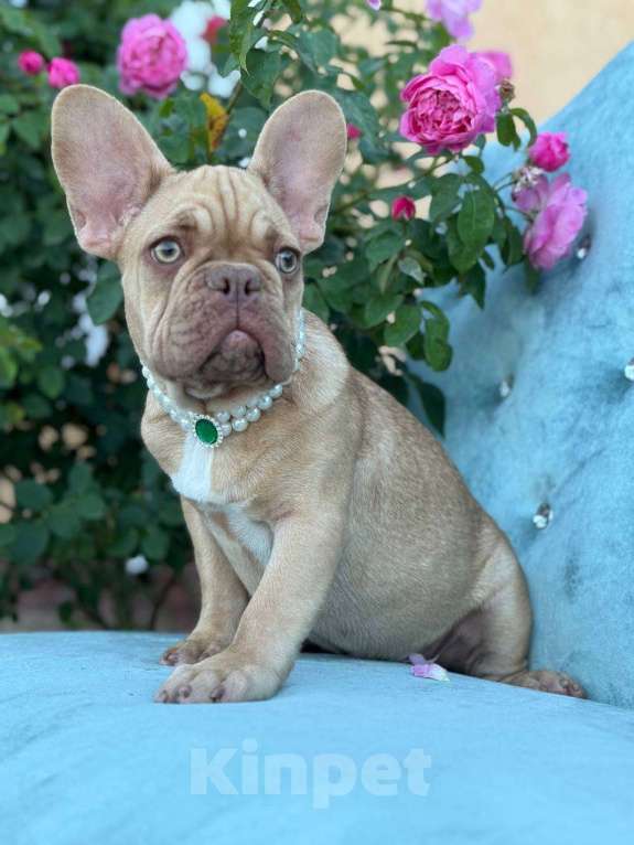 Собаки в Москве: Французский бульдог  Мальчик, 50 000 руб. - фото 2