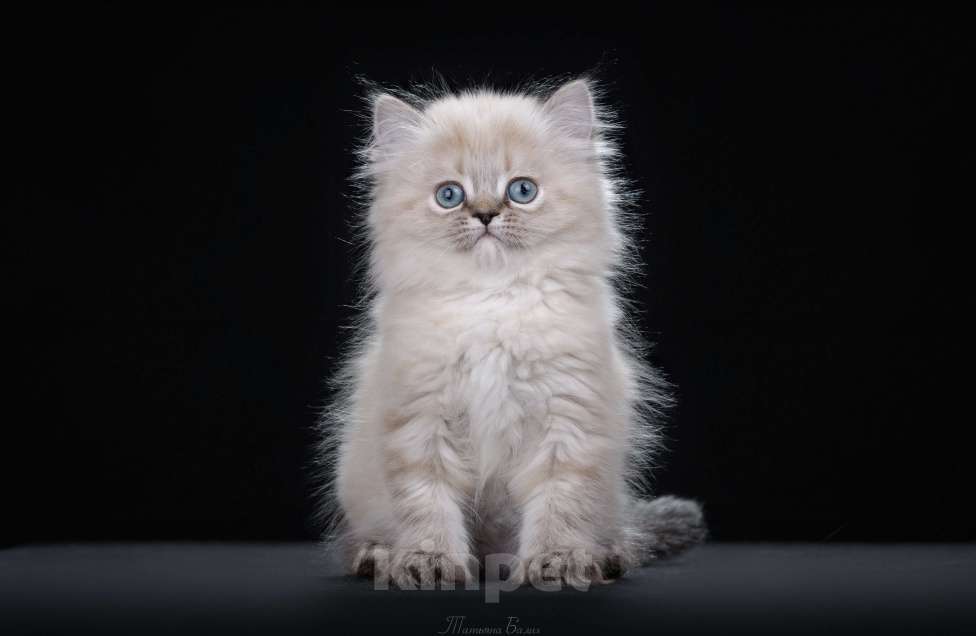 Кошки в Москве: Менуэт котенок Девочка, 50 000 руб. - фото 3