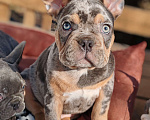 Собаки в Санкт-Петербурге: Шикарный щенки французский бульдог Мальчик, 60 000 руб. - фото 5