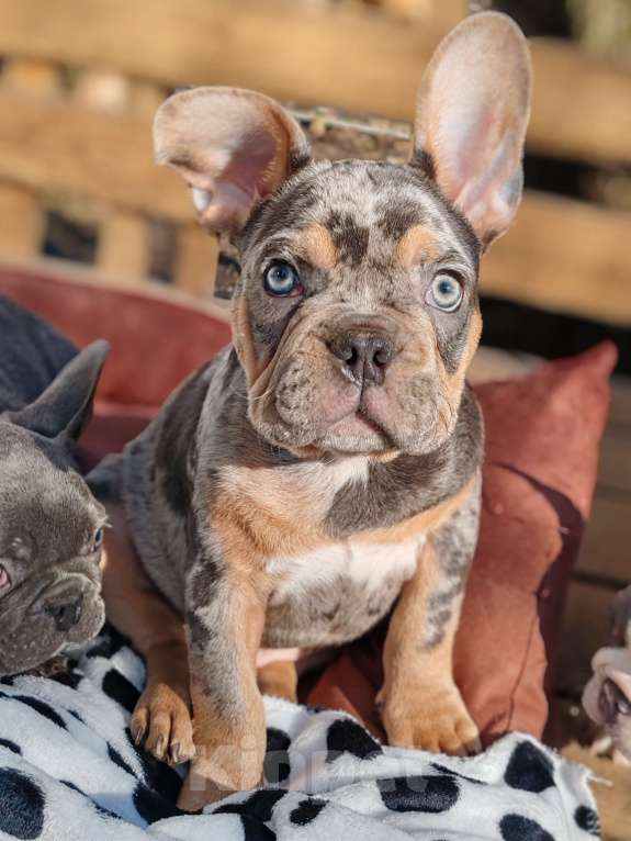 Собаки в Санкт-Петербурге: Шикарный щенки французский бульдог Мальчик, 60 000 руб. - фото 5