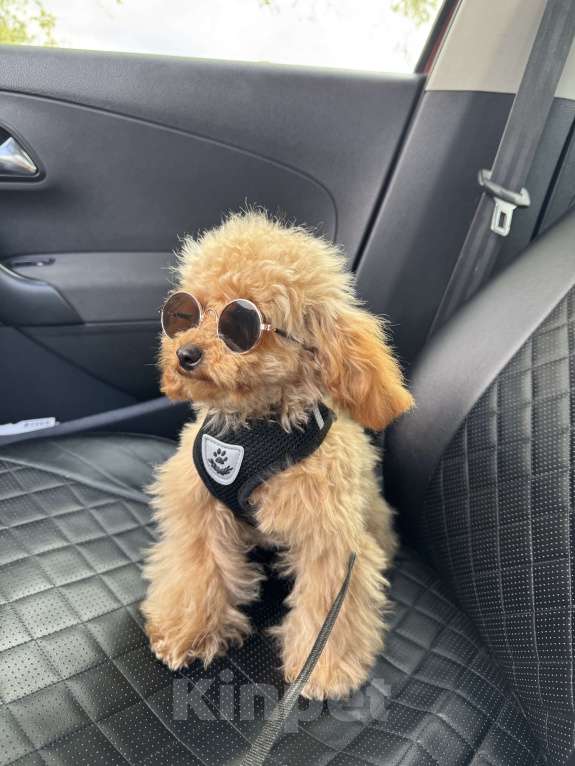 Собаки в Краснодаре: Той-пудель Мальчик, 100 000 руб. - фото 5