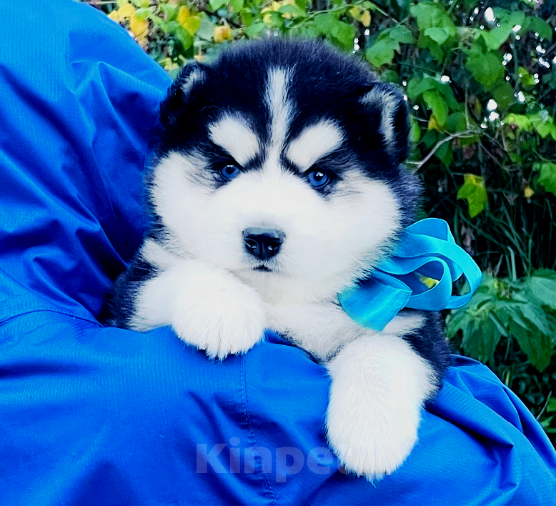 Собаки в Ногинске: Хаски Щенки Разных окрасов Разнополые, Бесплатно - фото 1