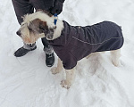 Собаки в Москве: Найдена собака Калошино, Щелковское шоссе,  сиреневый сад  Мальчик, Бесплатно - фото 1