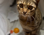 Кошки в Уфе: Котенок в добрые руки Девочка, Бесплатно - фото 3