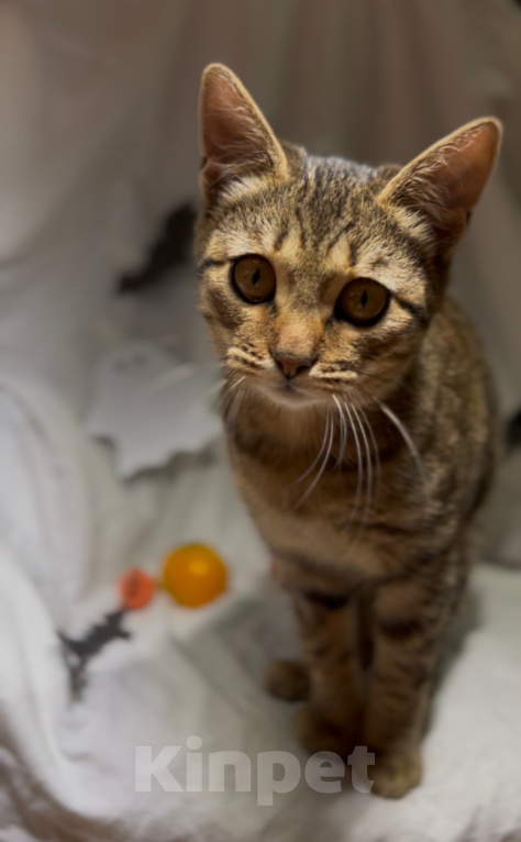 Кошки в Уфе: Котенок в добрые руки Девочка, Бесплатно - фото 3