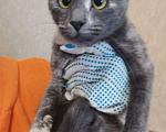 Кошки в Москве: Трехцветный котенок русская голубая Милли (метис), Бесплатно - фото 2
