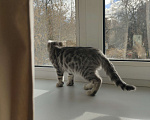 Кошки в Екатеринбурге: Бенгальский котенок Мальчик, 3 000 руб. - фото 4