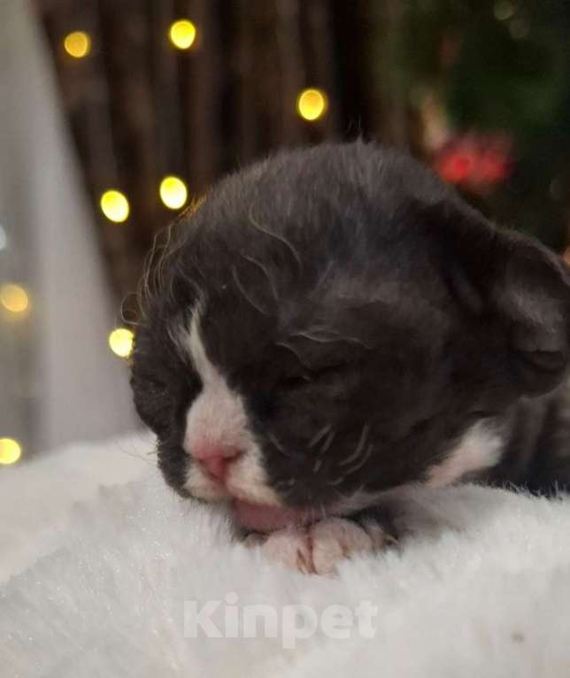 Кошки в Воронеже: Котенок девон рекс девочка Девочка, 130 000 руб. - фото 1