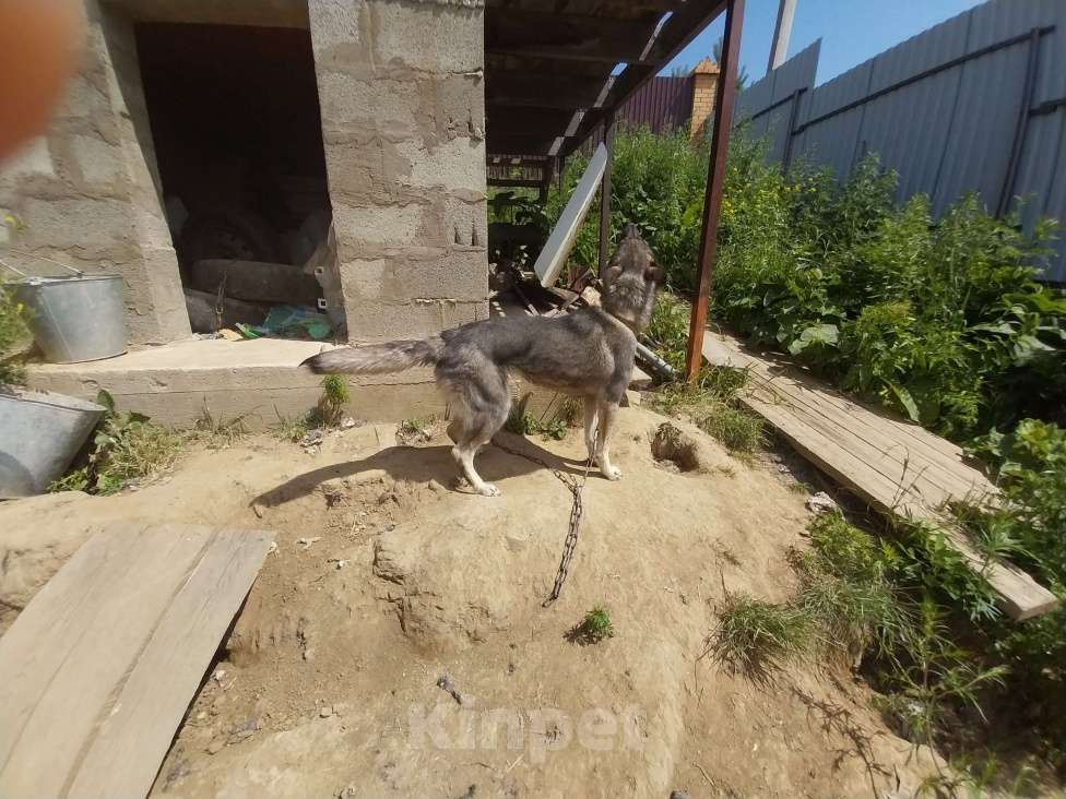 Собаки в Иркутске: Собачку в добрые руки Девочка, Бесплатно - фото 5