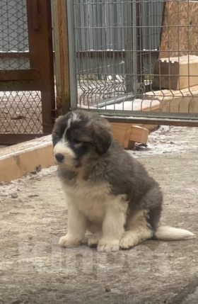 Собаки в Ханты-Мансийске: Малая  Девочка, 10 000 руб. - фото 1