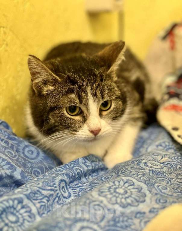 Кошки в Санкт-Петербурге: Котенок Тоша ищет дом Мальчик, Бесплатно - фото 3
