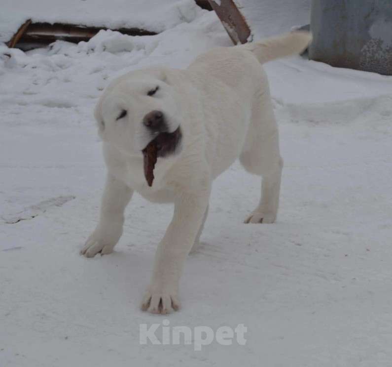 Собаки в Москве: Питомник  предлагает к приобретению Мальчик, 50 000 руб. - фото 1