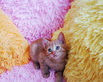 Кошки в Санкт-Петербурге: Рыжее солнышко 1,5 мес мальчик Мальчик, 200 руб. - фото 8