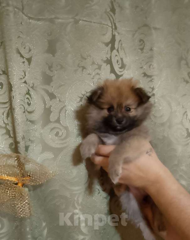 Собаки в других городах Тверской области: Померанский шпиц Девочка, Бесплатно - фото 2