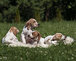 Собаки в Великом Новгороде: щенки английского пойнтера Мальчик, Бесплатно - фото 9