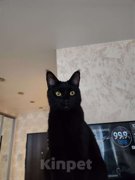 Кошки в Москве: Кошечка метис мейн-куна ищет дом Девочка, 200 руб. - фото 4