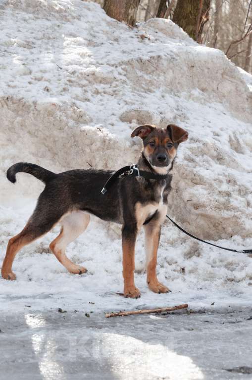 Собаки в Ногинске: Ивонна ждет свою семью в приюте Девочка, Бесплатно - фото 2