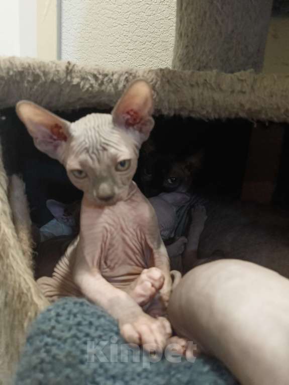 Кошки в Москве: Лиловый  Мальчик, 30 000 руб. - фото 6