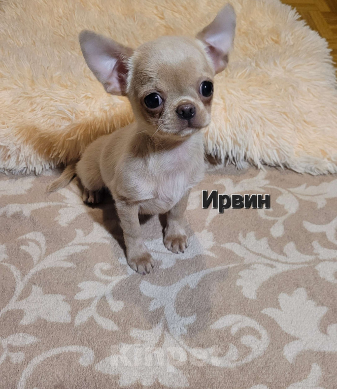 Собаки в Москве: 🔥Супер красивый💙 Чихуахуа мальчик💙 Мальчик, Бесплатно - фото 1