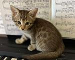 Кошки в Калуге: Котёнок Серенгети (метис)  Девочка, 5 000 руб. - фото 1